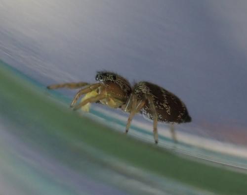 Heliophanus tribulosus